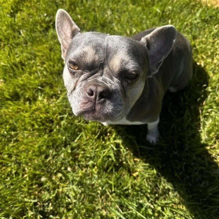 A young small-sized female Merle (Blue) French Bulldog dog named Willow Fka Starlight for adoption in Tracy, CA