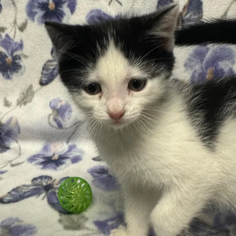 A baby small-sized male Domestic Short Hair cat named Pounce for adoption in Olean, NY