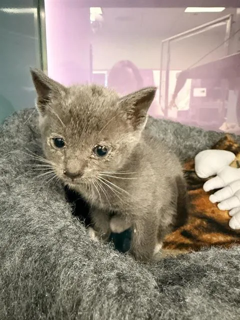 A baby small-sized male Domestic Short Hair cat named Chonchito for adoption in Santa Cruz, CA
