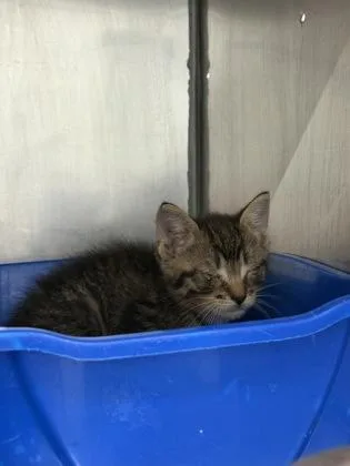 A baby small-sized male Domestic Short Hair cat named Purrmeister for adoption in Fishers, IN