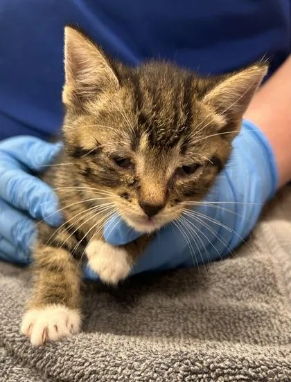 Purrmeister thumbnail 2
