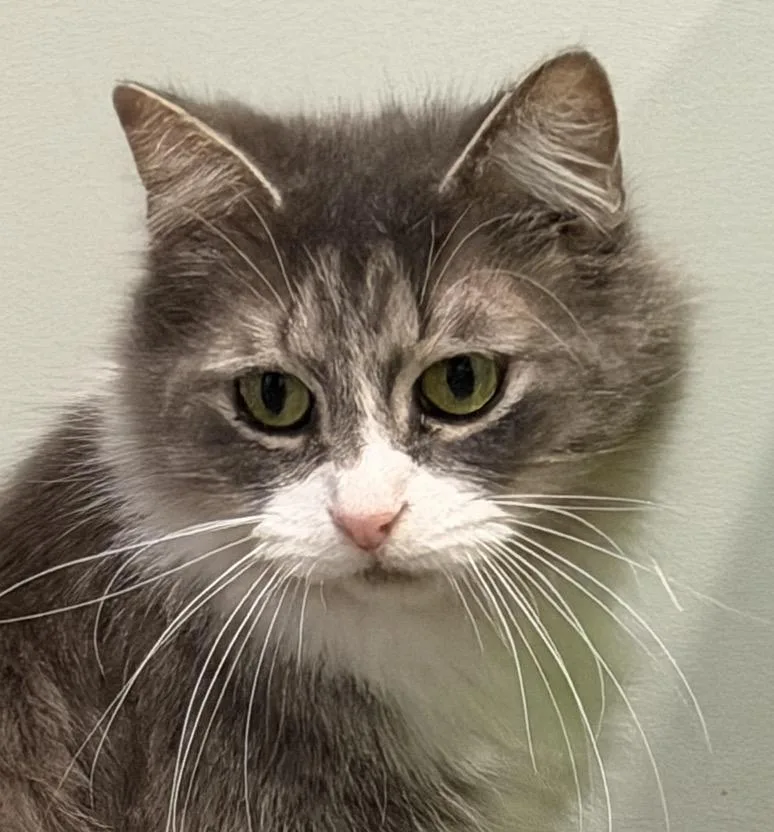 An adult medium-sized female Tabby (Gray / Blue / Silver) Domestic Medium Hair cat named Brooklyn for adoption in Sault Sainte Marie, MI