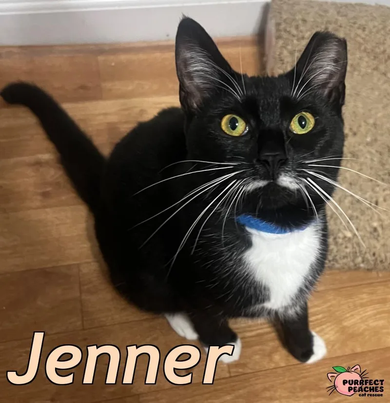 A young medium-sized male Domestic Short Hair cat named Jenner for adoption in Douglasville, GA