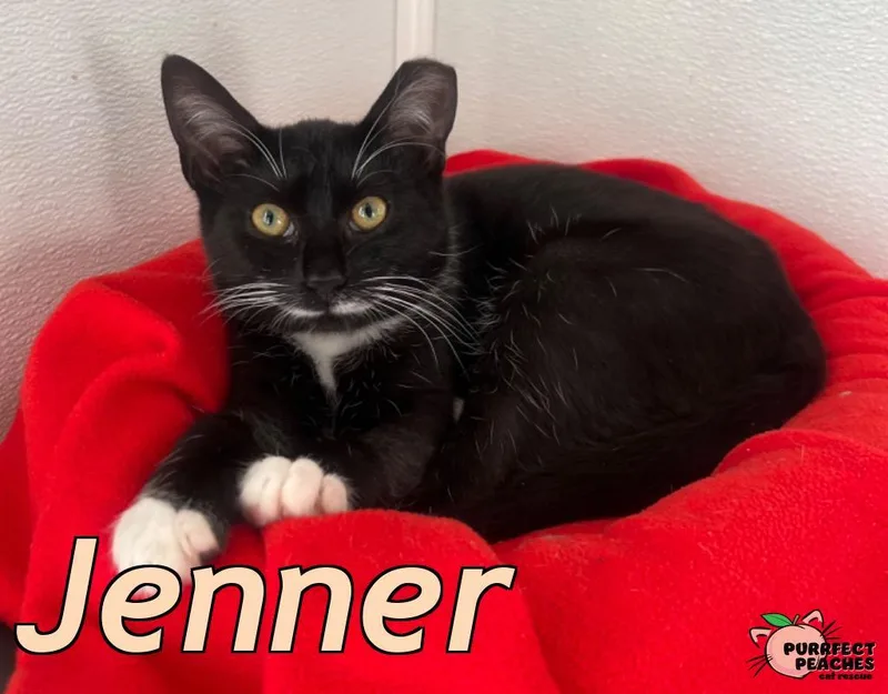 Jenner thumbnail 2