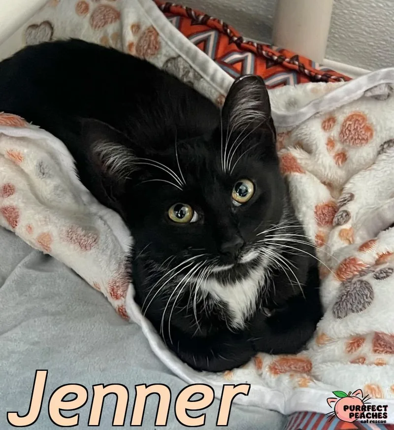 Jenner thumbnail 3