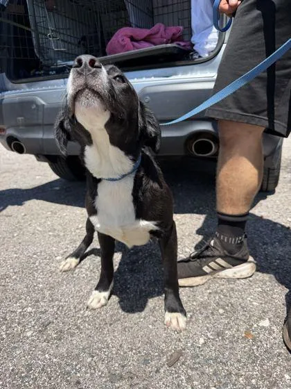 Frank