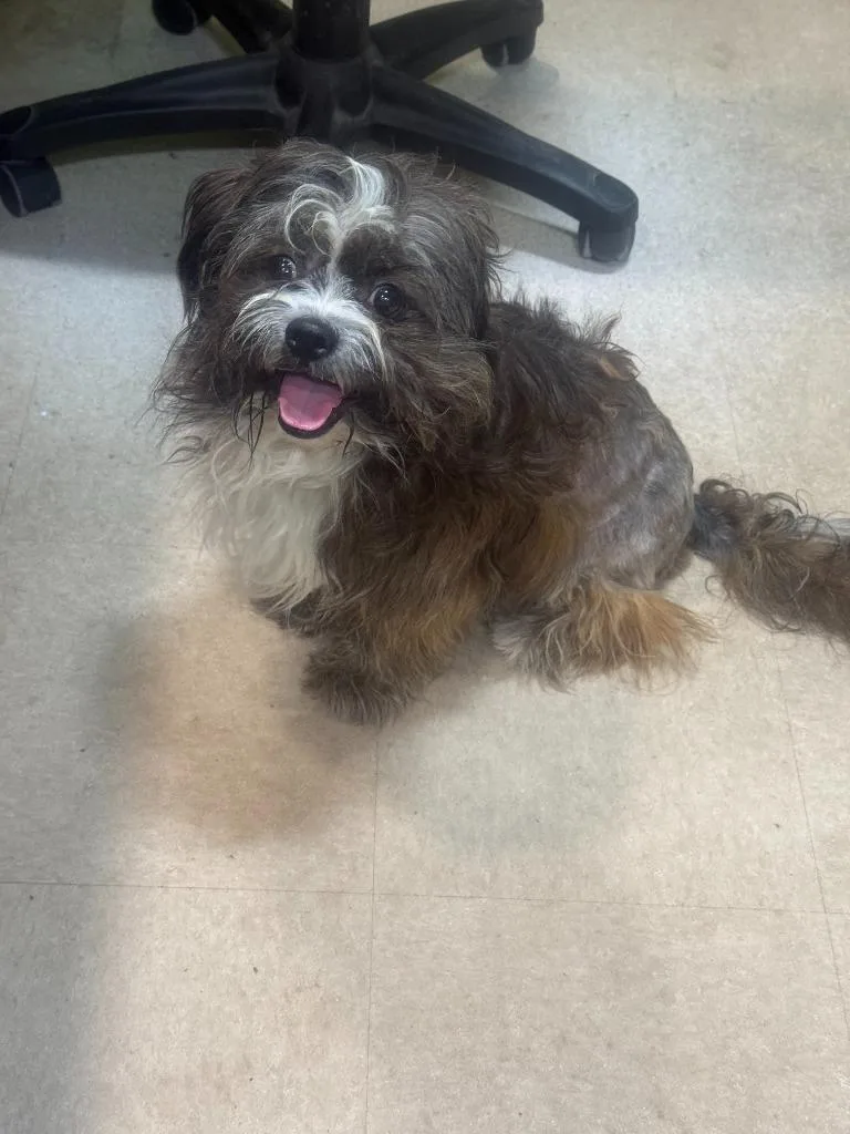 An adult small-sized male Shih Tzu dog named Zorro for adoption in Little Rock, AR