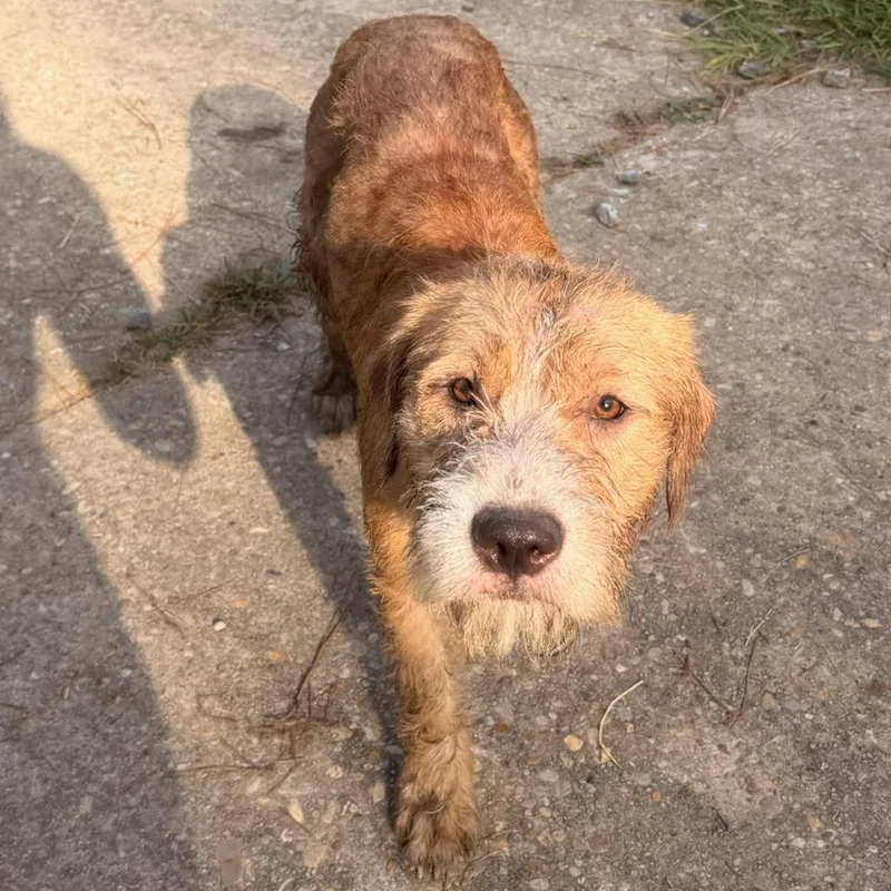 A young medium-sized female Apricot / Beige Mixed Breed dog named Coco for adoption in Columbus, GA
