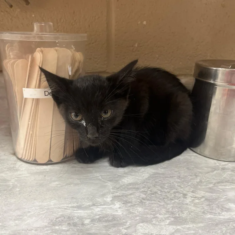 A baby medium-sized male Black Domestic Short Hair cat named Vantablack for adoption in Lewisburg, WV