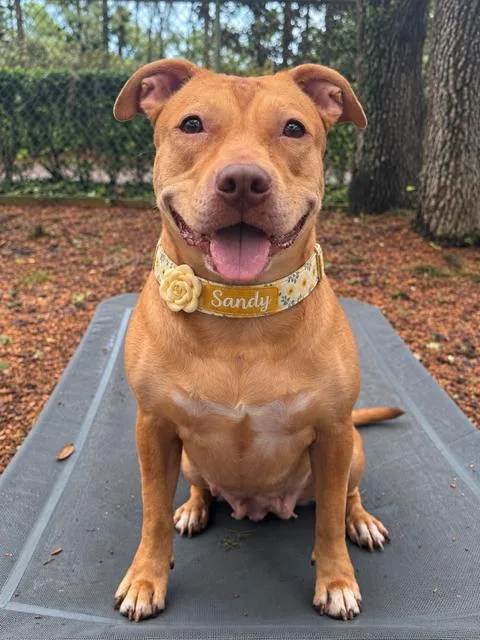 An adult large-sized female Terrier dog named Sandy for adoption in St. Augustine, FL