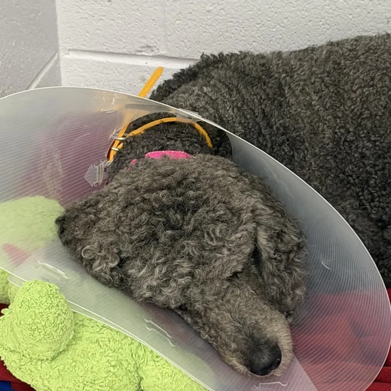 An adult medium-sized female Gray / Blue / Silver Standard Poodle dog named Elvira for adoption in Delaware, OH