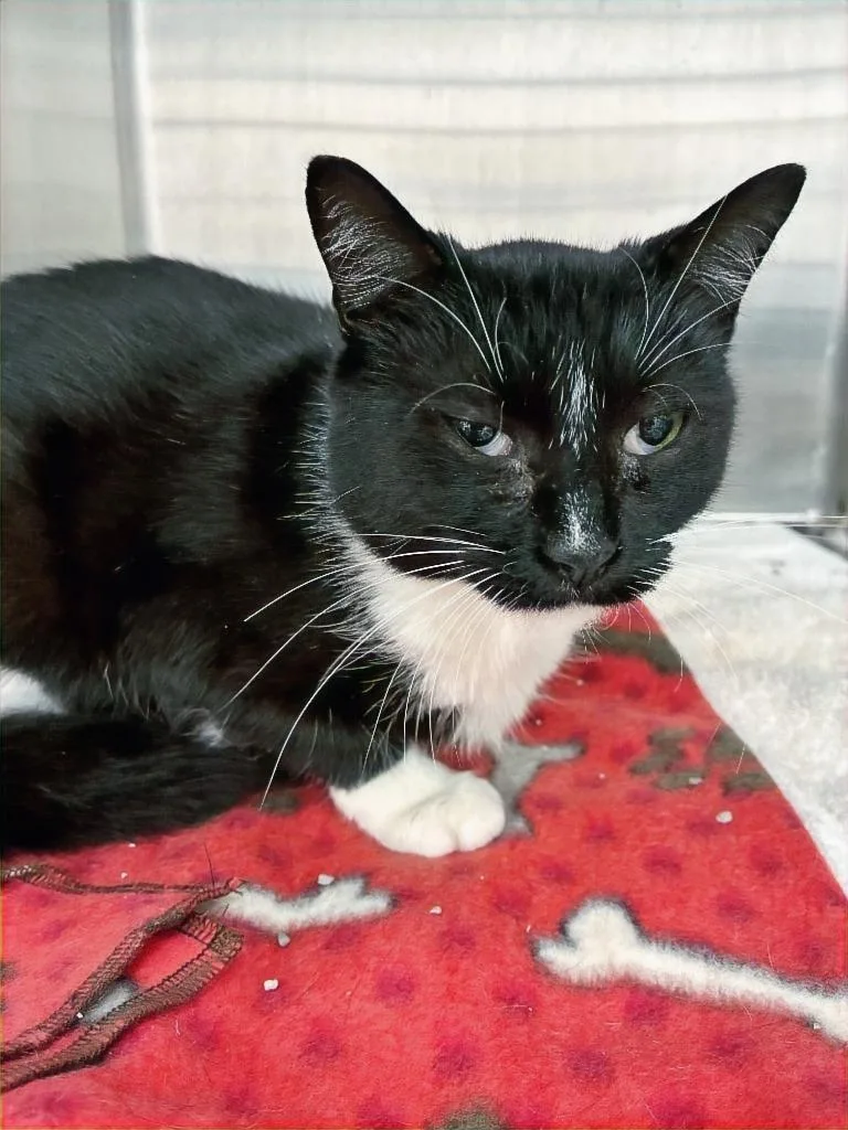 A young small-sized female Domestic Short Hair cat named Yahtzee for adoption in Hartsville, SC