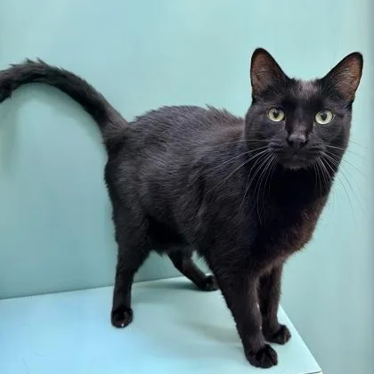 A senior large-sized male Black Domestic Short Hair cat named Bat for adoption in Santa Cruz, CA