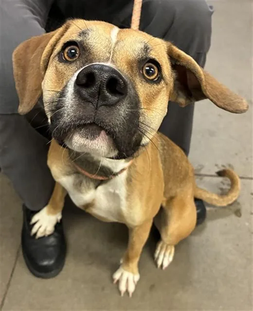 A young large-sized female Beagle dog named Clove for adoption in Phoenix, AZ