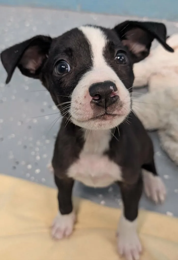 A baby medium-sized female Shepherd dog named Toffee for adoption in Seven Points, TX
