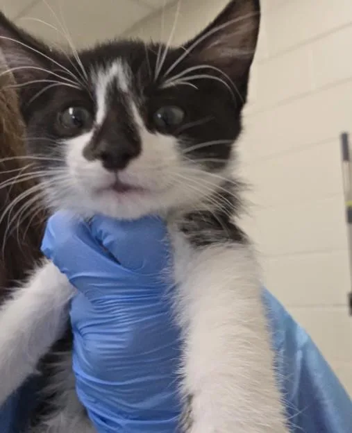 A baby small-sized male Domestic Short Hair cat named Kevin for adoption in Brighton, CO