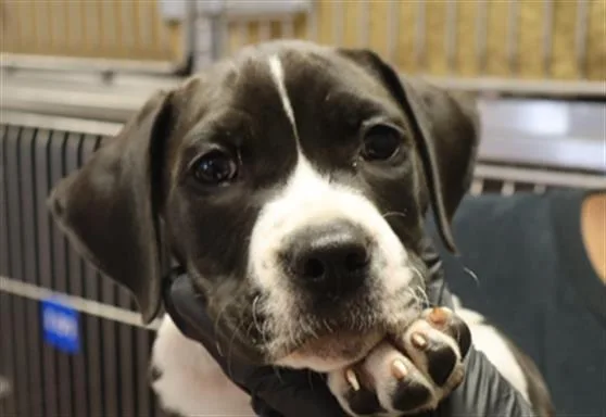 A baby small-sized female Mixed Breed dog named Josefina for adoption in Columbia, SC