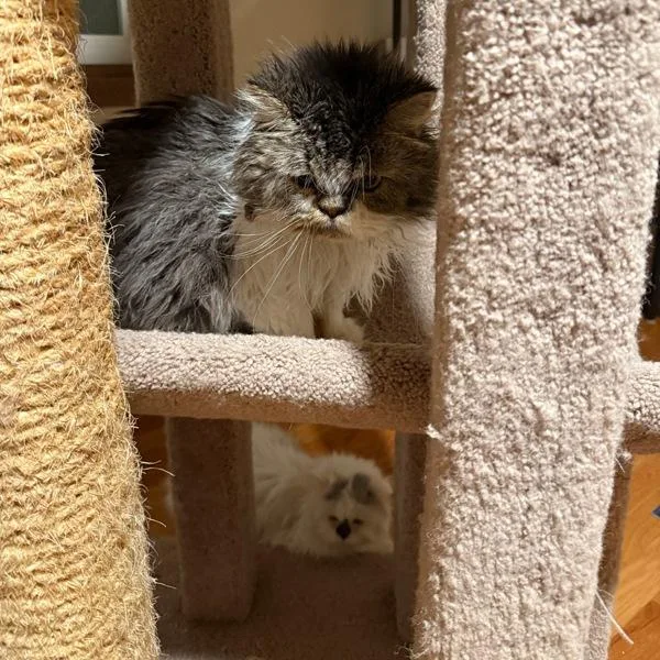 An adult medium-sized male Persian cat named Kristoff  Bonded Buddy for adoption in Des Moines, IA