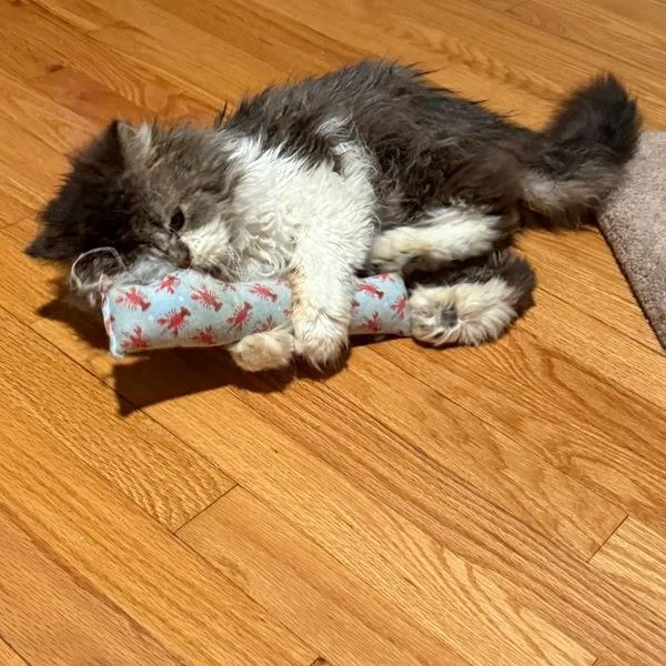 Kristoff  Bonded Buddy thumbnail 2