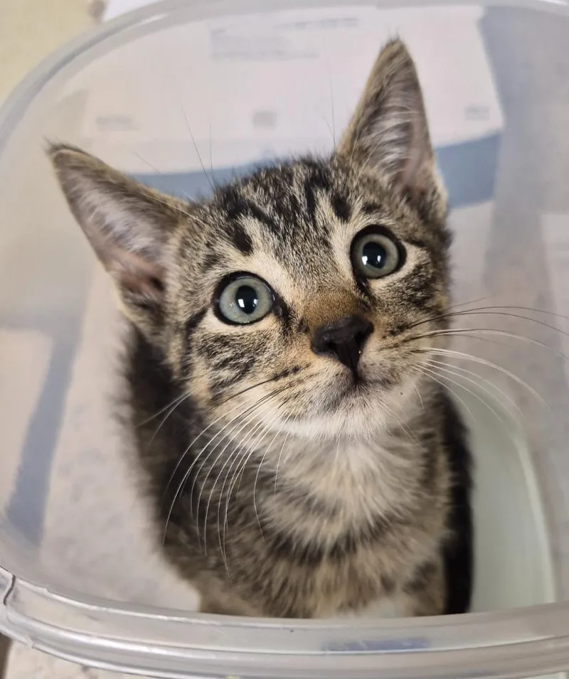 A baby medium-sized male Domestic Short Hair cat named Odysseus for adoption in Christiansburg, VA