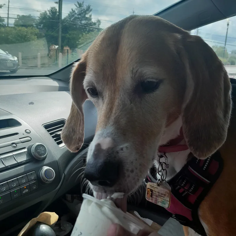 A senior medium-sized female American Foxhound dog named Pippy for adoption in New York, NY