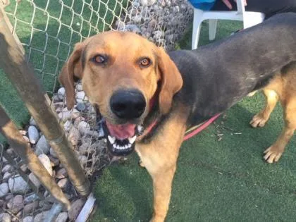 A senior extra large-sized male Black Coonhound dog named Leo for adoption in Kansas City, MO