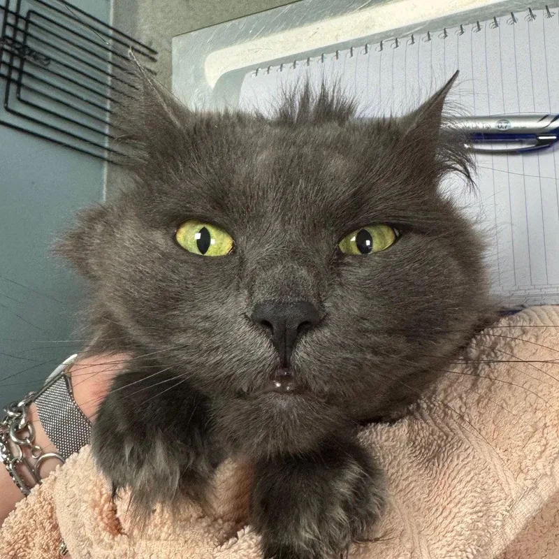 An adult medium-sized female Gray / Blue / Silver Domestic Long Hair cat named Luna for adoption in New Castle, DE