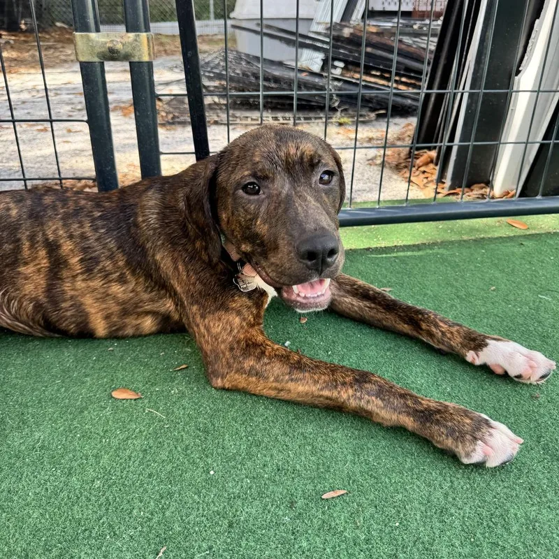 A baby small-sized female Brindle American Bulldog dog named Britney for adoption in Lakeland, FL