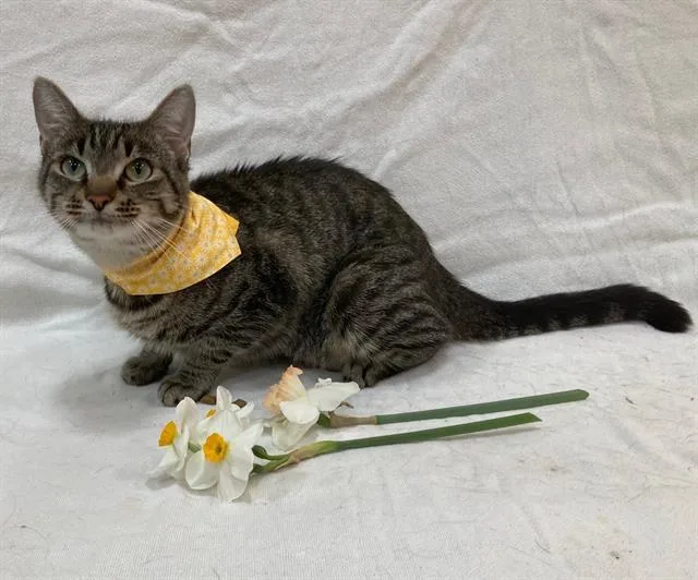A young small-sized female Domestic Short Hair cat named Tigress for adoption in Upper Marlboro, MD