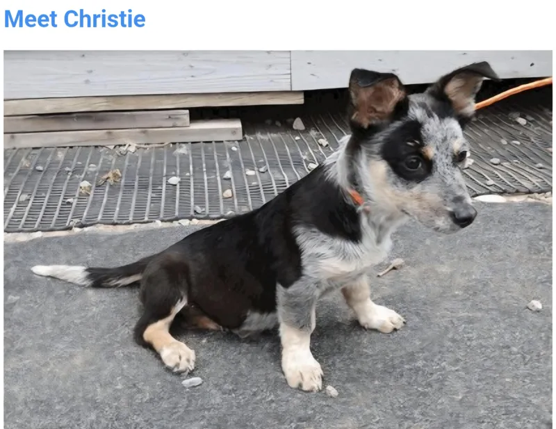 A baby medium-sized female Basset Hound dog named Christie for adoption in Salt Lake City, UT