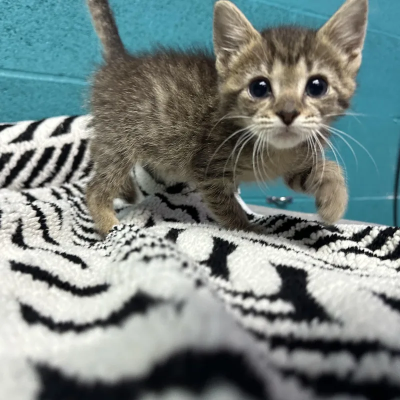 A baby small-sized female Tabby (Brown / Chocolate) Domestic Short Hair cat named Tiger for adoption in Newark, OH