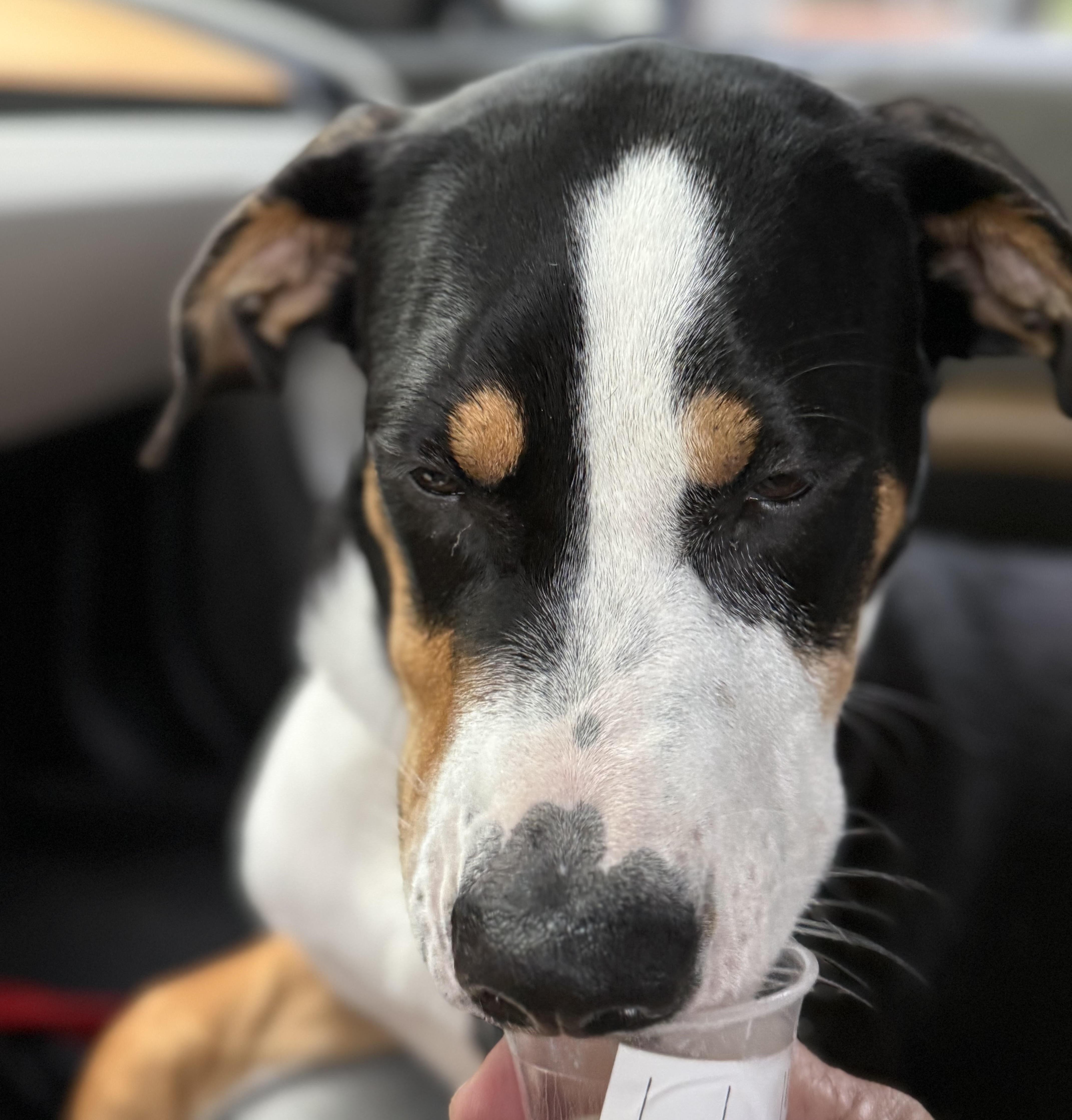 A young medium-sized male Tricolor (Brown, Black, & White) Bernese Mountain Dog dog named ROGER Loving for adoption in Houston, TX