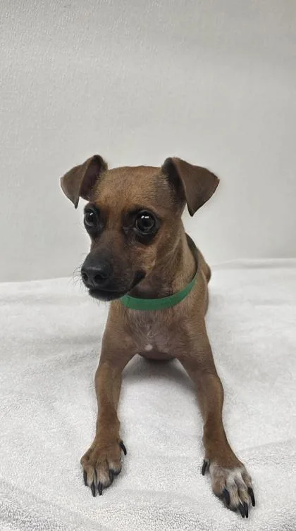 An adult small-sized male Chihuahua dog named Clive for adoption in Phoenix, AZ
