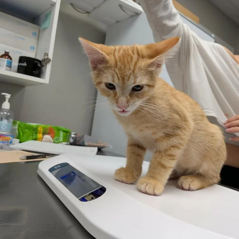 A baby small-sized male Orange / Red Domestic Short Hair cat named Sunny for adoption in Hannibal, MO