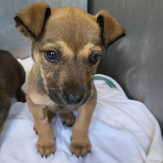 A baby small-sized female Terrier dog named Riley for adoption in San Antonio, TX