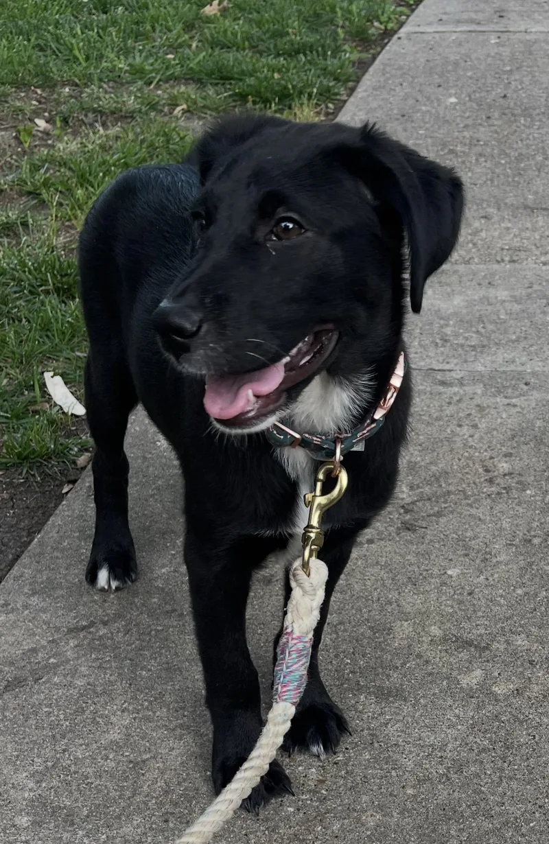 An adult medium-sized male Black Labrador Retriever dog named Coty for adoption in Forney, TX