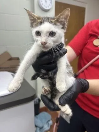A baby small-sized male Domestic Short Hair cat named Papel for adoption in Gainesville, FL