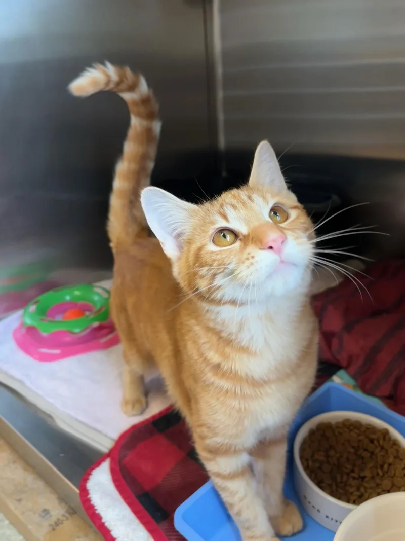 Marmalade thumbnail 3