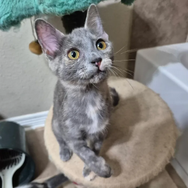 A baby medium-sized female Dilute Tortoiseshell Domestic Short Hair cat named Toast for adoption in Houston, TX
