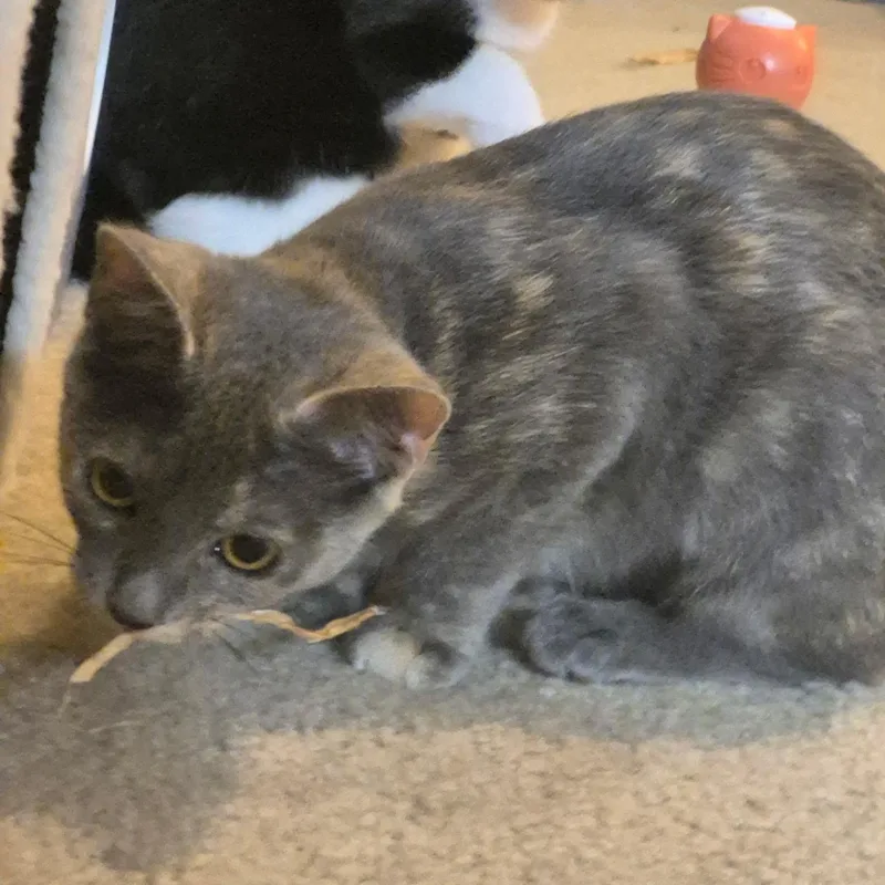 Toast thumbnail 3