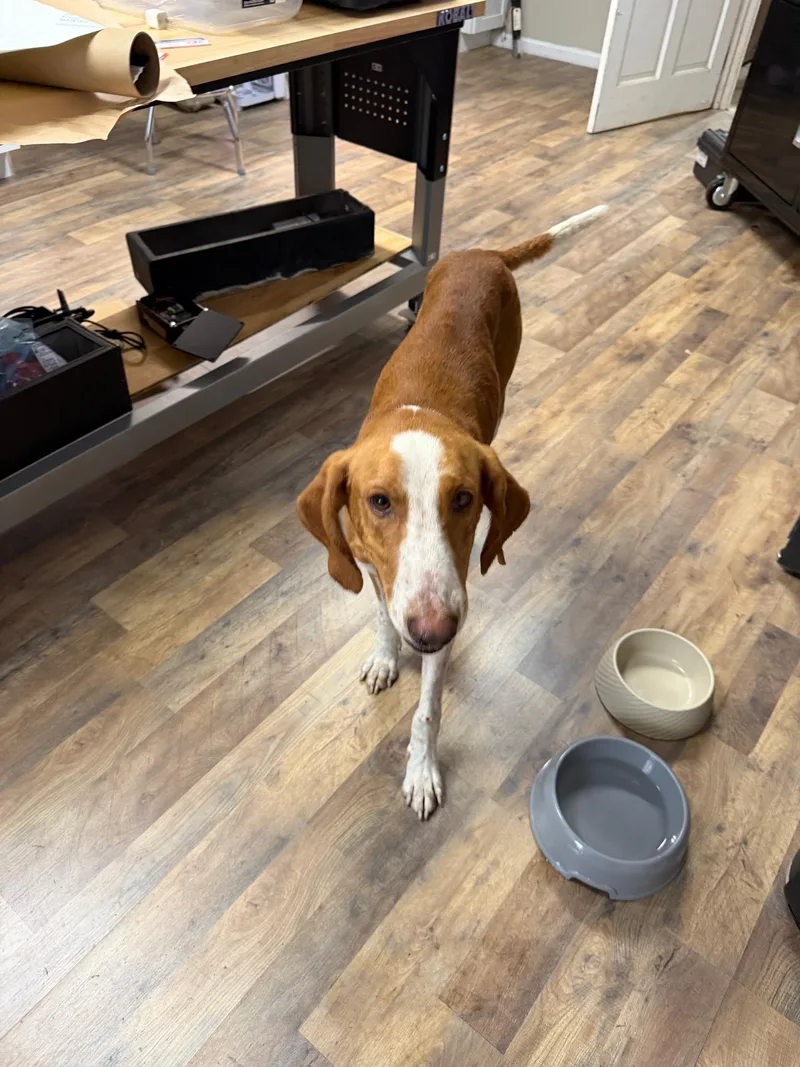 A young medium-sized male Coonhound dog named Pedro for adoption in Conway, SC