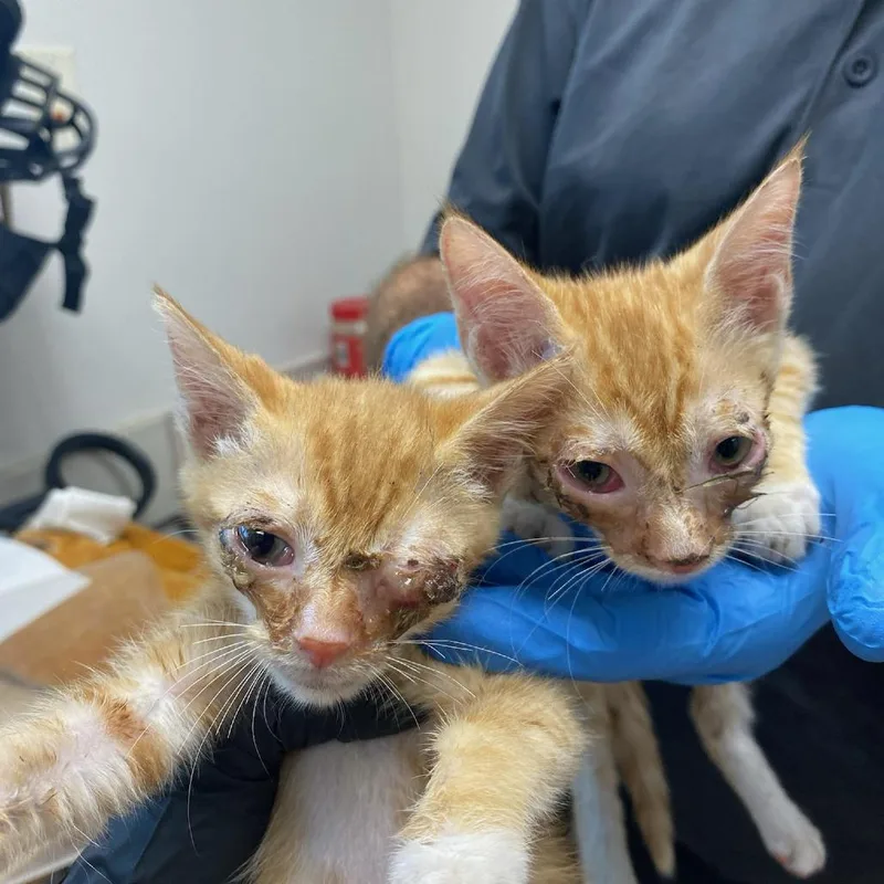 A baby small-sized male Orange / Red Domestic Short Hair cat named Russet for adoption in West Palm Beach, FL
