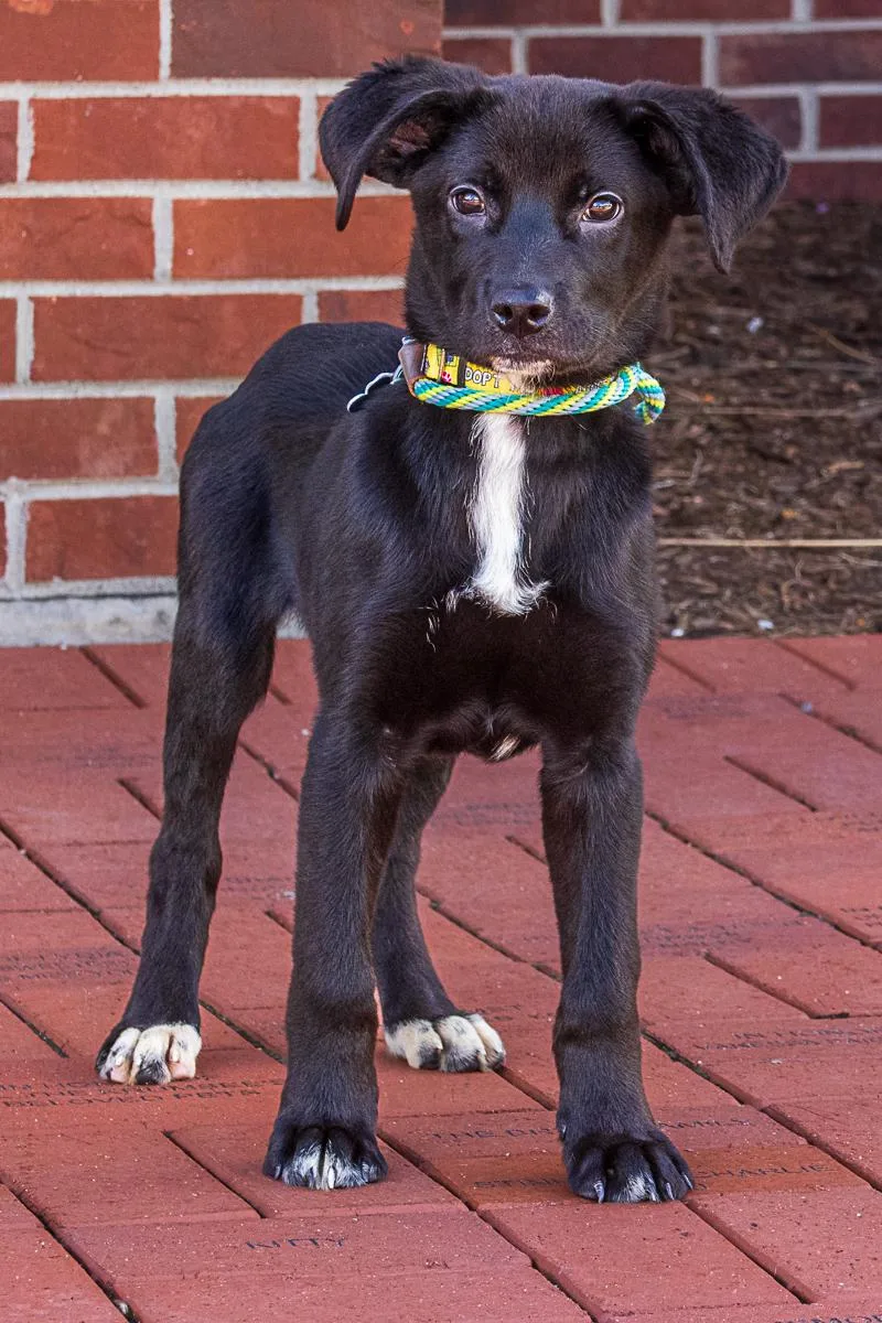 A young large-sized female Labrador Retriever dog named Trixie for adoption in Arlington Heights, IL
