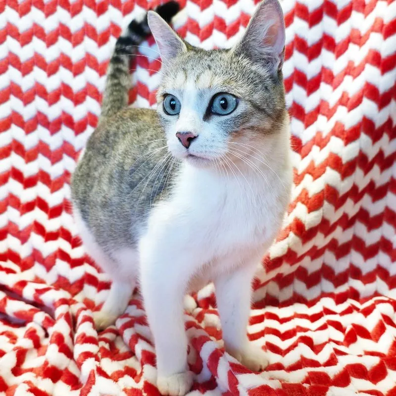 An adult medium-sized female Brown / Chocolate Domestic Short Hair cat named Mama Sky for adoption in Mount Juliet, TN
