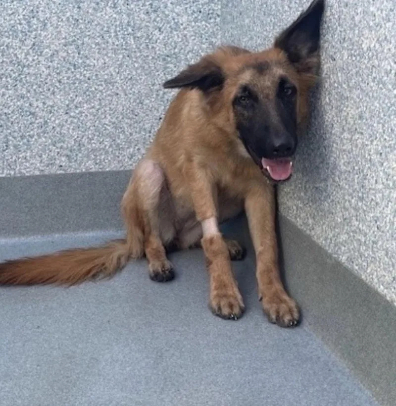 A young large-sized female German Shepherd Dog dog named Jayne for adoption in Los Angeles, CA