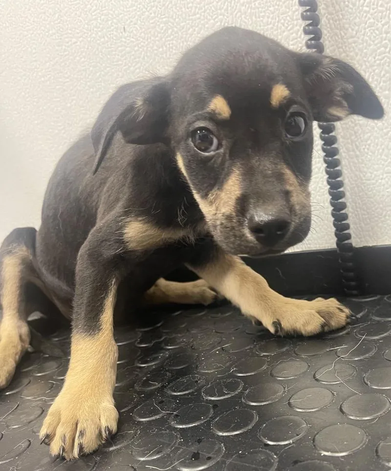 A baby medium-sized male Labrador Retriever dog named Wilson for adoption in Seven Points, TX