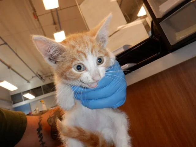 A baby small-sized male Domestic Short Hair cat named Ivory for adoption in San Jose, CA