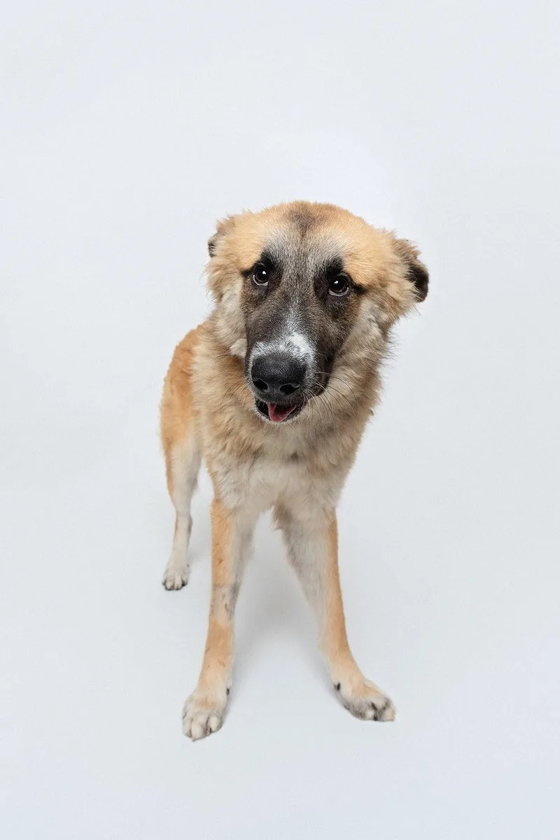 A young medium-sized male Anatolian Shepherd dog named Biscuit for adoption in Houston, TX