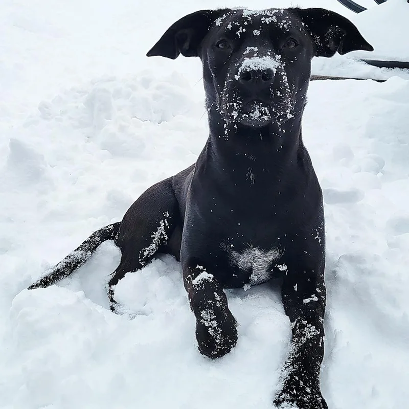 A baby medium-sized female Black Mixed Breed dog named Autumn for adoption in Beulaville, NC