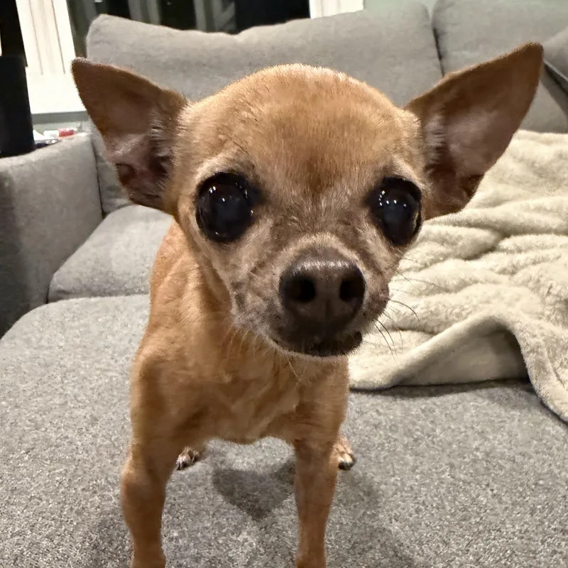 A senior small-sized female Chihuahua dog named Chiquita Bonita for adoption in Cooperstown, NY